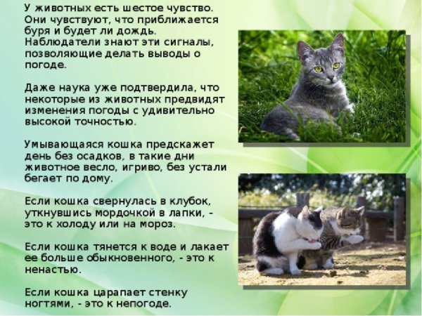 Животные которые предсказывают погоду