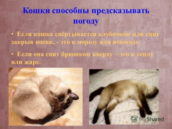 Как домашние животные предсказывают погоду