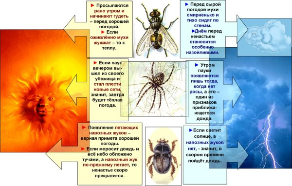 Животные предсказывают погоду