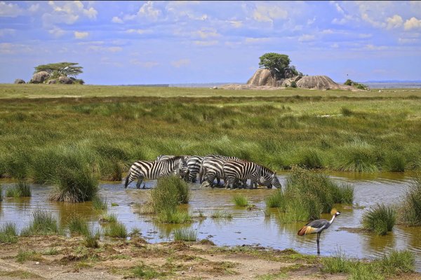 Национальный парк Серенгети ландшафт