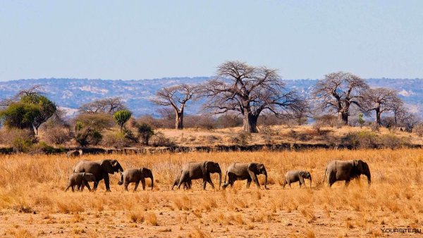 Национальный парк Тарангире Танзания животные
