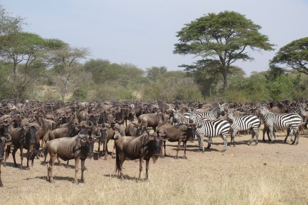 Национальный парк Серенгети Танзания