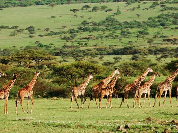 Фауна парка Серенгети