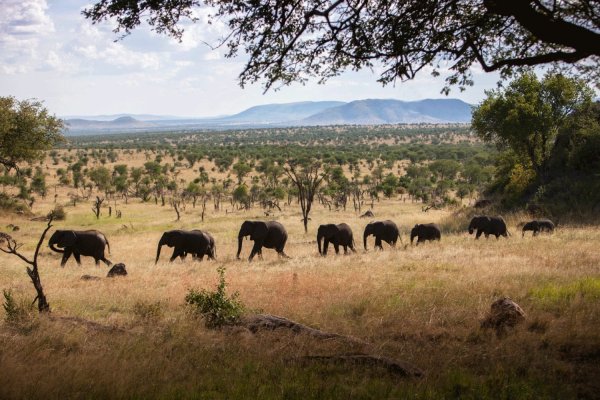 Заповедник Серенгети в Африке