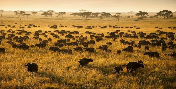 Заповедник Серенгети в Африке