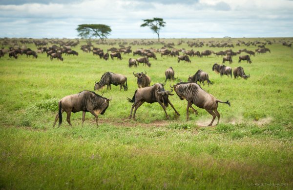 Масаи Мара антилопа гну