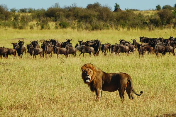 Национальный парк Серенгети животные