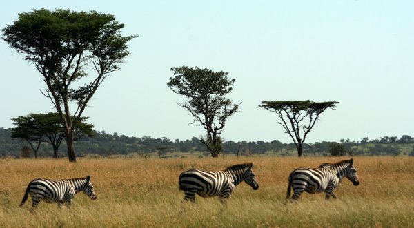 Нац парк Серенгети в Африке