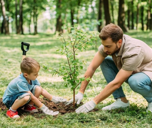 Сажать деревья