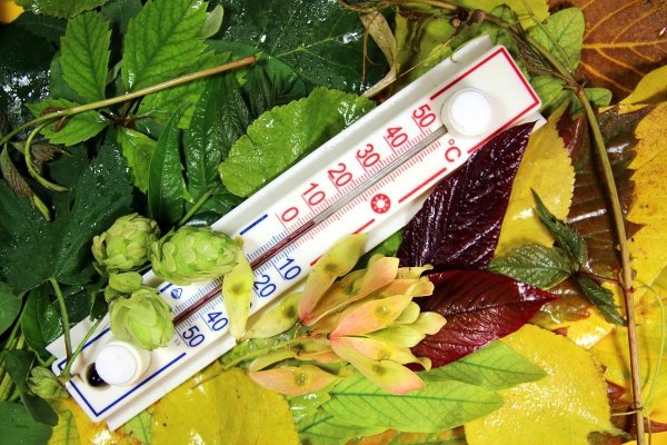 Градусник осенью