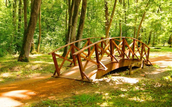 Деревянный мостик в лесу