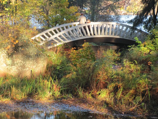 Монрепо китайские мостики