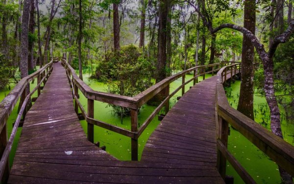 Южная Каролина река мост деревья