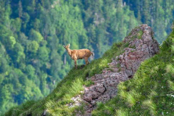 Молчанова кавказский заповедник