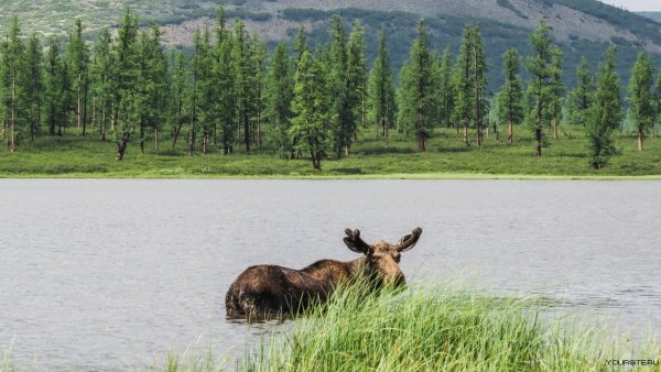 Байкало-Ленский заповедник