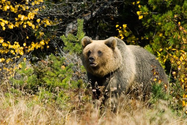 Баргузинский биосферный заповедник