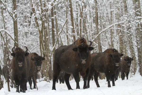 Калужские Засеки заповедник экскурсия