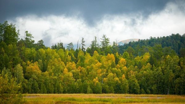 Национальный заповедник России Забайкальский