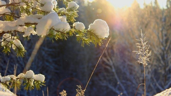 Декабрь природа