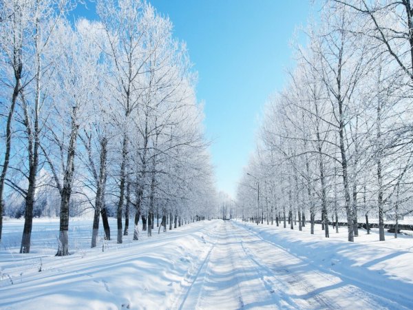 Снежная аллея
