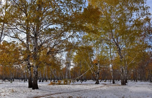 Зазимки Пастернак