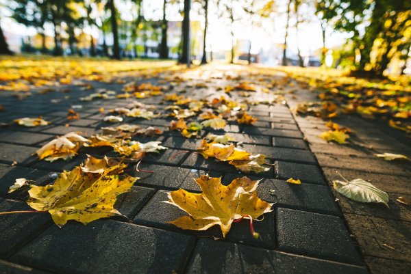 Город в листве