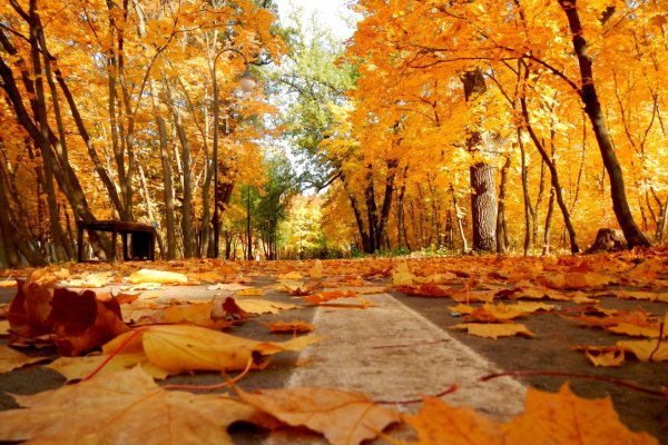Осень листья парк