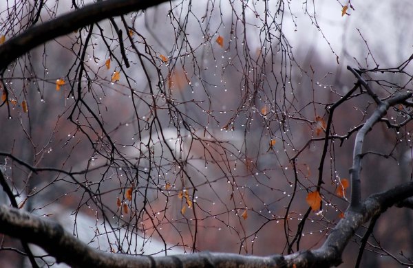 Поздняя осень дождь