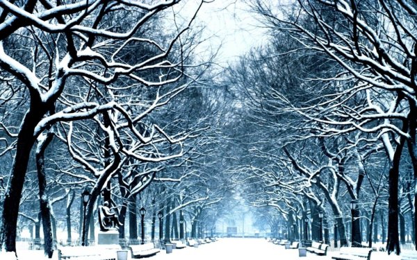 Аллея зимой