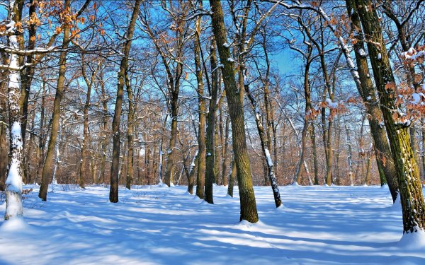Голые деревья зимой