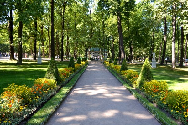 Липовая аллея в Петергофе