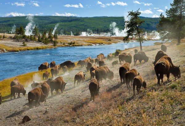 Национальный парк Йеллоустоун -Yellowstone Park