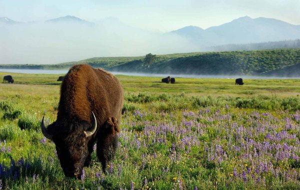 Национальные парки Йеллоустоун Флора