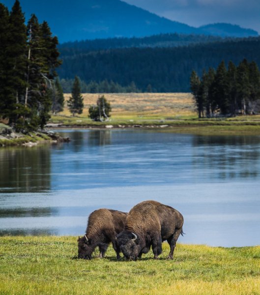 Йеллоустоун заповедник