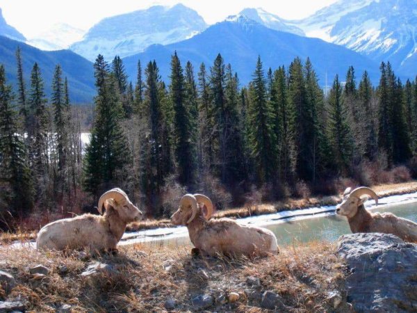 Йеллоустонский парк птицы
