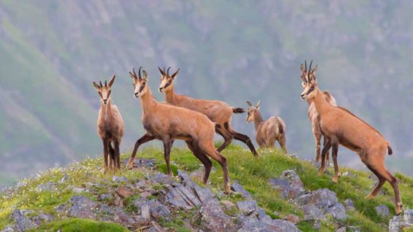 Серна кавказский заповедник