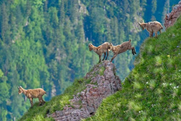 Кавказский биосферный заповедник экскурсии