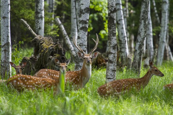 Лосиный остров заповедник