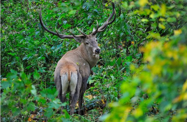 Сочинский национальный парк благородный олень