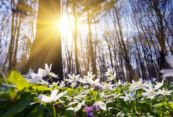 Солнечная Весна