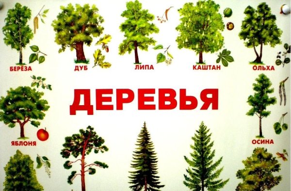 Деревья названия