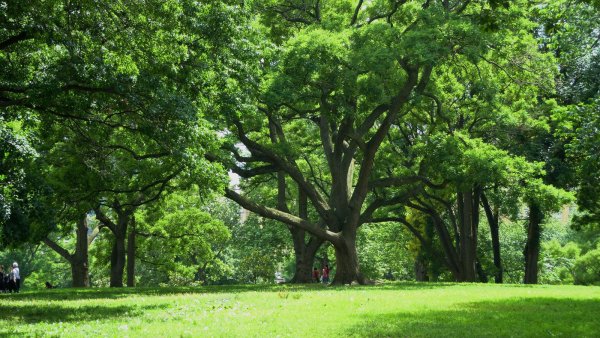 Дерево скверы кроффол