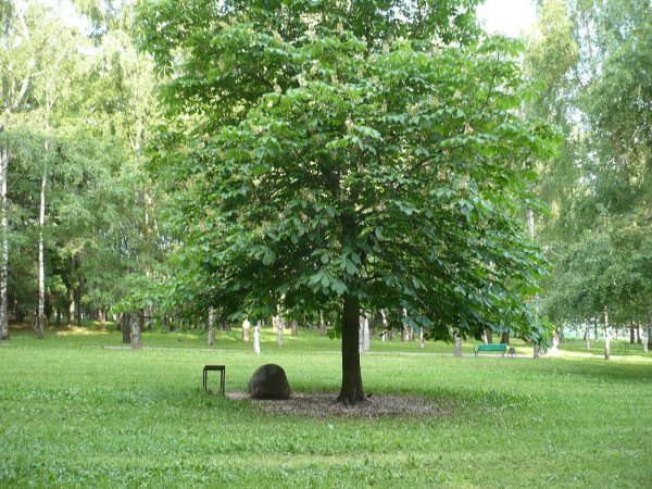 Дерево дружбы в парке дружбы в Москве