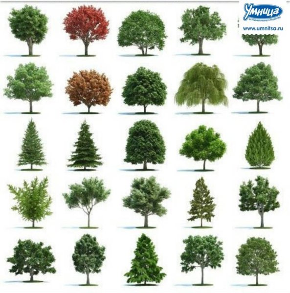 Evermotion кусты