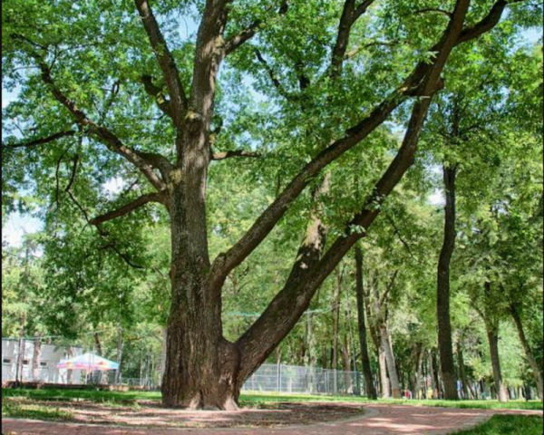 Калуга парк дуб