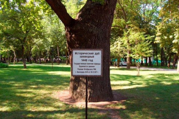 Парк Горького Краснодар дуб