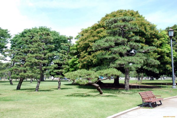 Деревья в парке названия