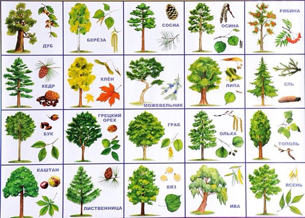 Лиственные деревья для детей