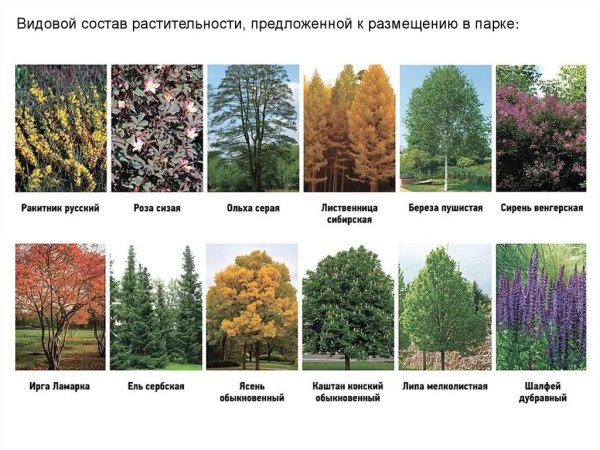 Лиственные породы деревьев