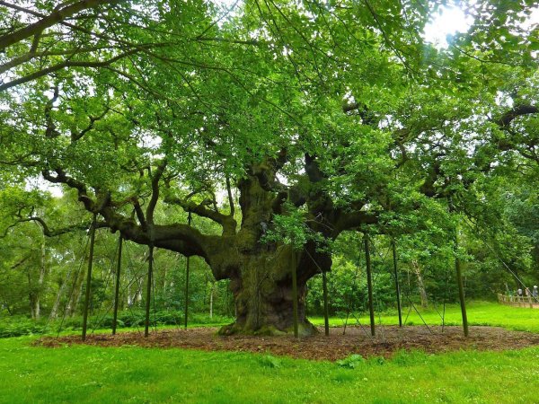 Дуб Робин Гуда в Шервудском лесу